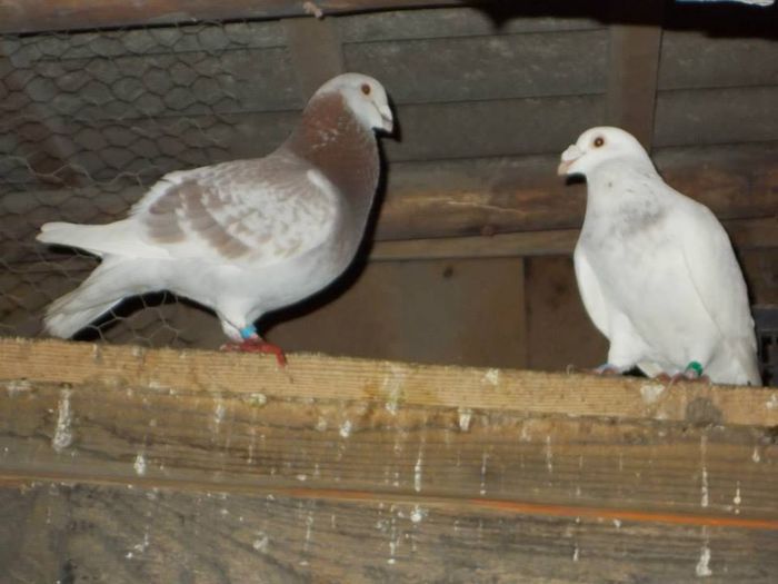 10523999_289229067944019_6124143892360218010_n