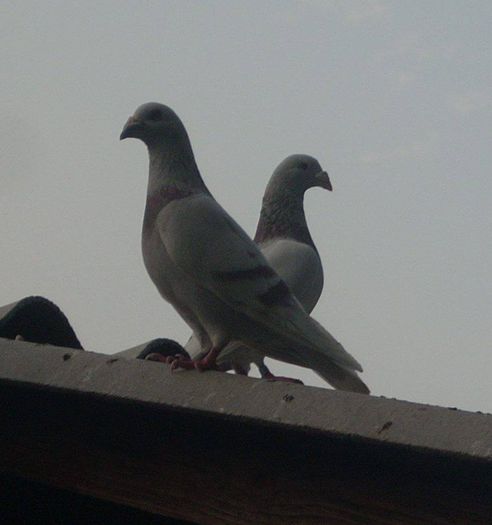 10532468_289228731277386_2904748101543394556_n