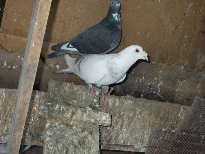 10533372_312053902328202_7440141551069760757_n