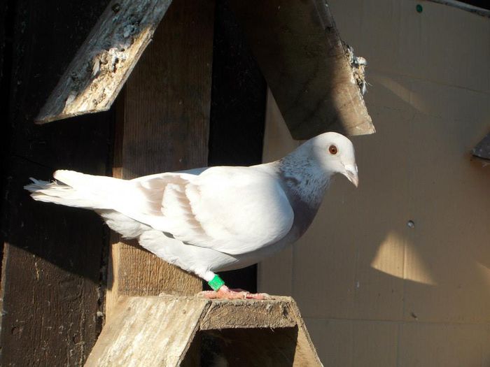 10544400_312052585661667_2749749070102796568_n - PORUMBEI BRICOUX - CARAMIDA ROBERT