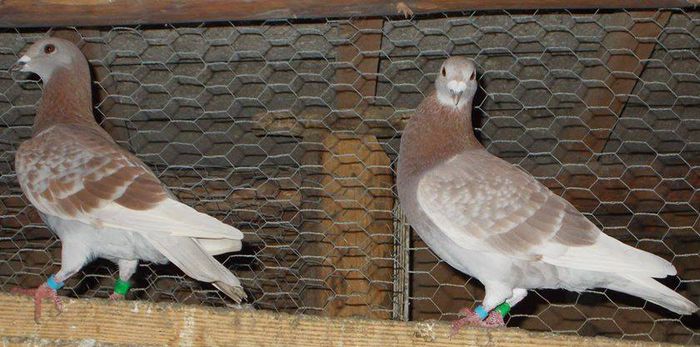 10553404_289229704610622_8198185111678837229_n - PORUMBEI BRICOUX - CARAMIDA ROBERT