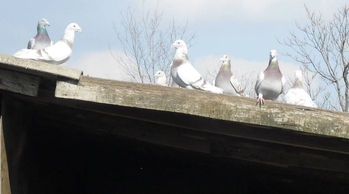 10613008_289228391277420_1710152990484682219_n