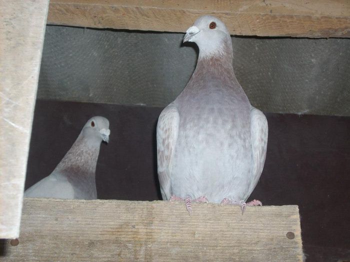 10625033_289210634612529_4253544899122671735_n