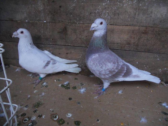 10632597_289228384610754_7990852783570971488_n