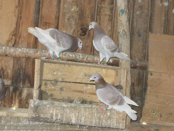 10645243_312054128994846_4567245393262427077_n