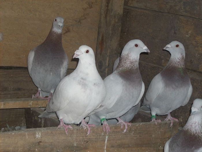 10647151_289210224612570_4029927417900749259_n