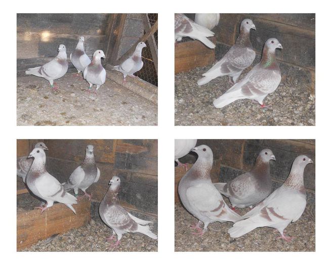 10647187_289227211277538_8488373103181626883_n