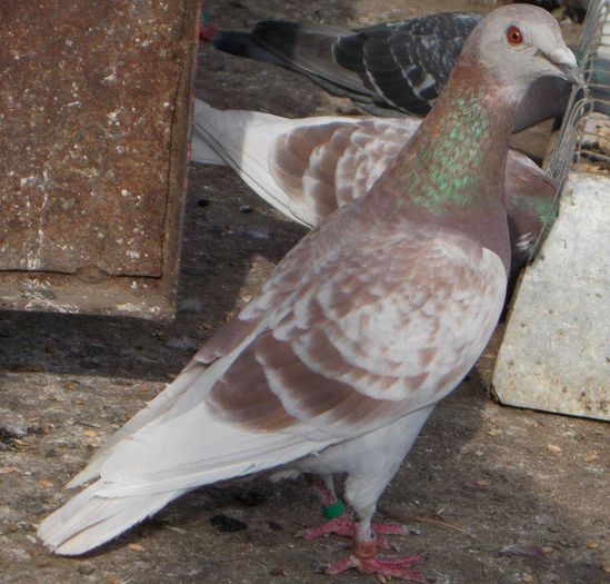 10649631_289229774610615_4112191778643351176_n