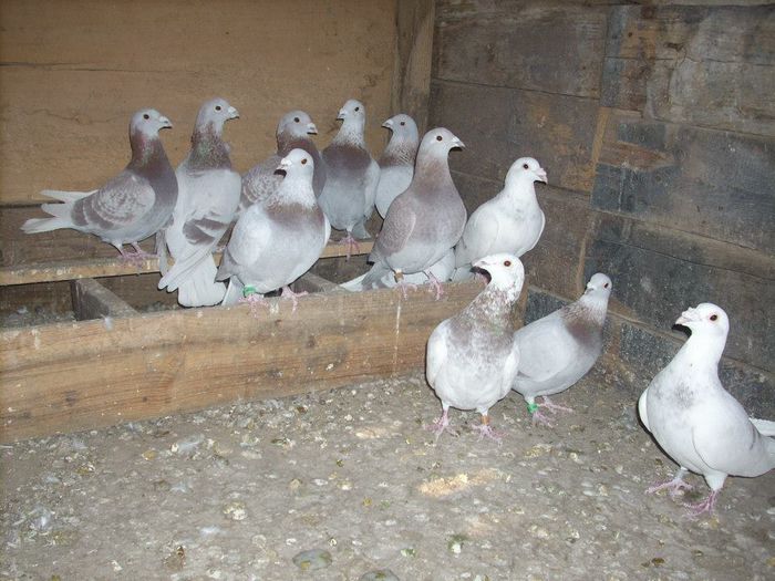 10670057_289212304612362_7420750573174356999_n