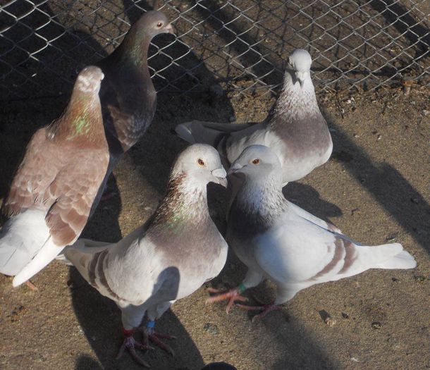 10671328_289226931277566_3739523688894500050_n