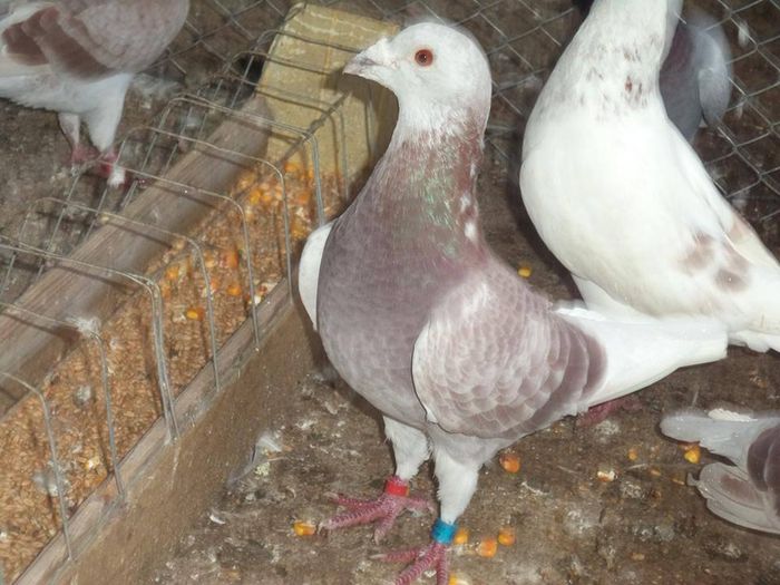 10675542_289227347944191_4033396880552498782_n