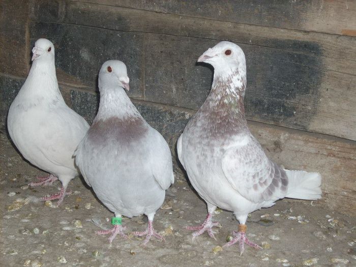 10676126_289210794612513_5900277999345232221_n