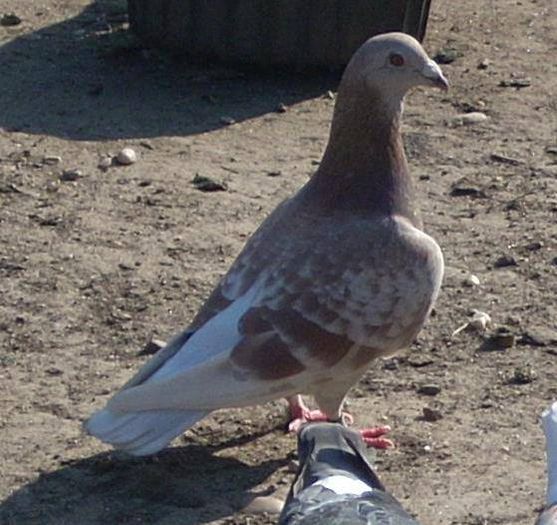 10676251_289226641277595_8893568328118409334_n - PORUMBEI BRICOUX - CARAMIDA ROBERT