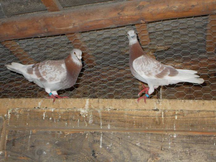 10676253_289229577943968_3635336720470824797_n - PORUMBEI BRICOUX - CARAMIDA ROBERT