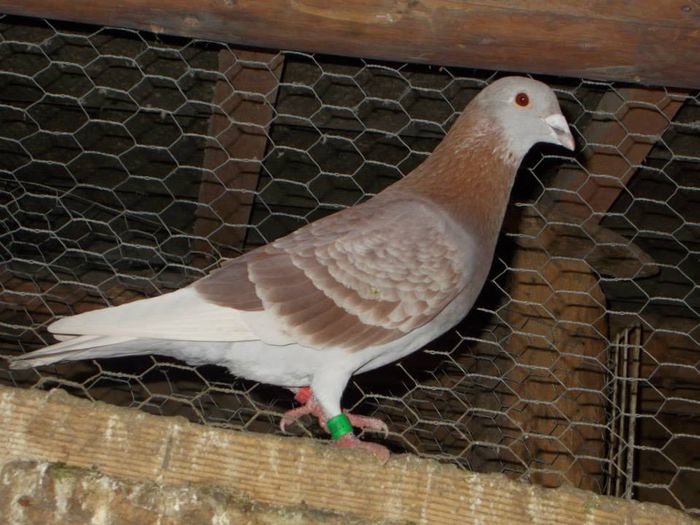 10690255_312053468994912_8913186753487100456_n