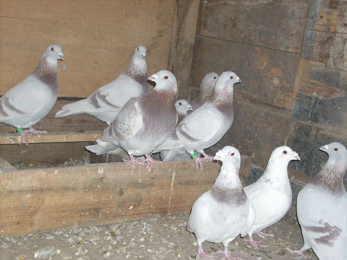 10712997_289210537945872_5914686406434345518_n