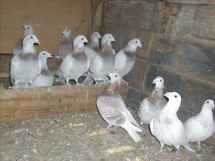 10730774_289212457945680_6272857091161173844_n