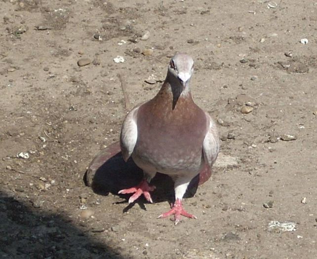 10730815_289226894610903_4707797295916841893_n