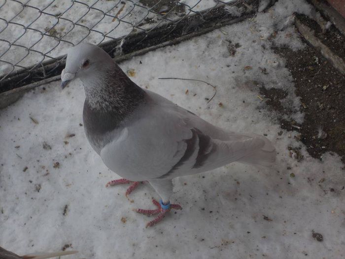 10730959_289228457944080_4797255633680056251_n