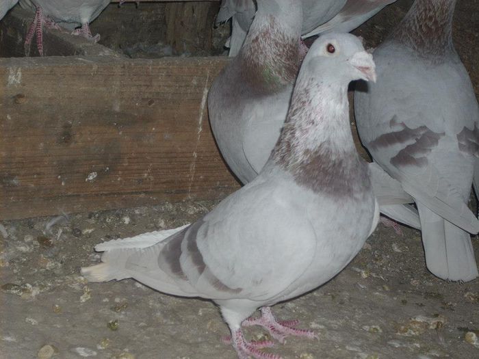 10731068_289211154612477_6602276226668905091_n