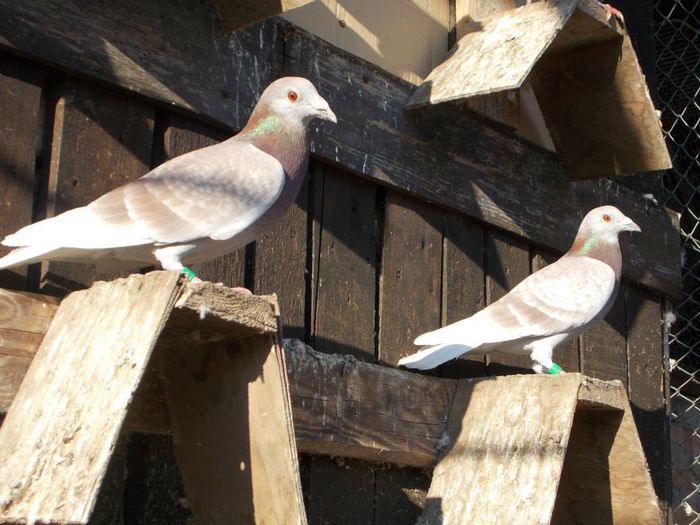 10731084_312053218994937_7436803386664040623_n