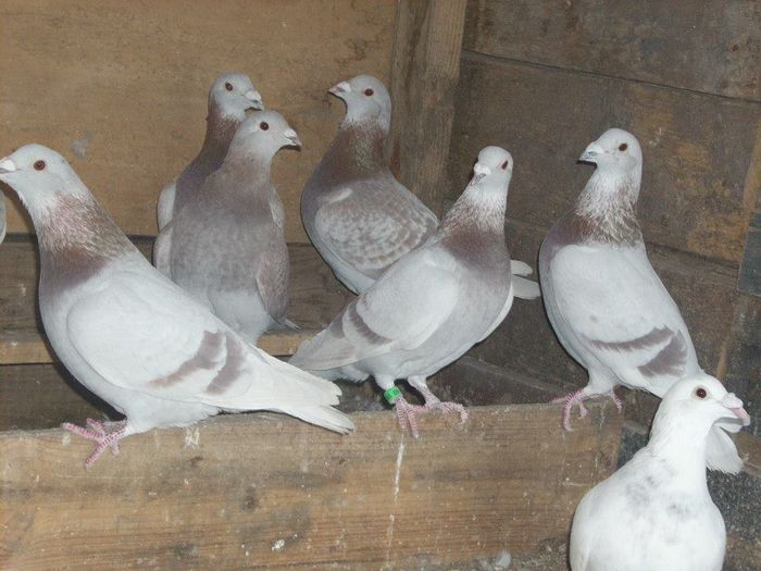 10734252_289210127945913_6906822468360696782_n