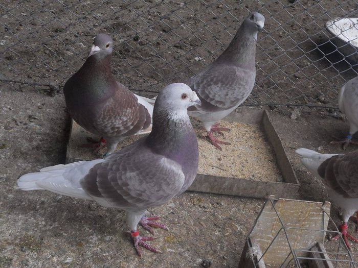 10801571_289228011277458_6869533508954285897_n