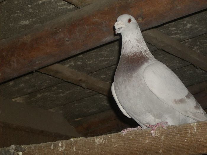 10801796_289211174612475_547050255931667033_n