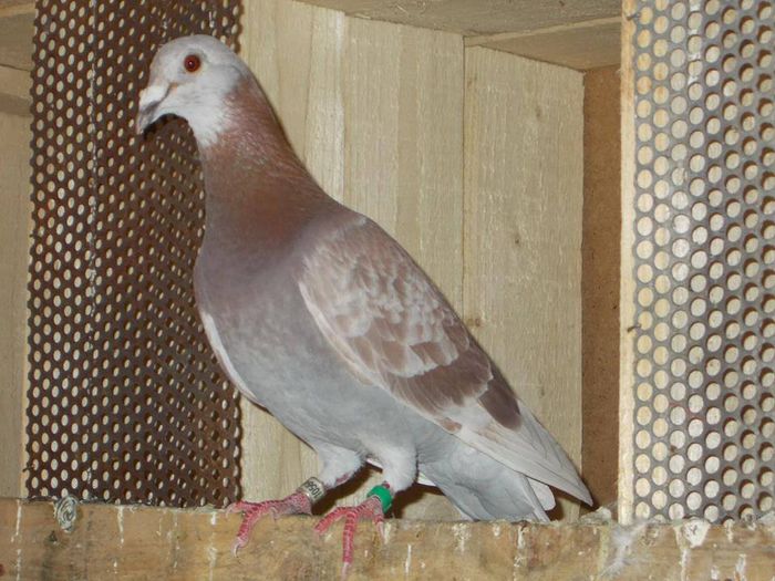 10801849_289229207944005_922701527936604298_n