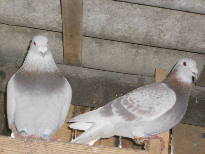 10801902_289227721277487_3847466109836782067_n