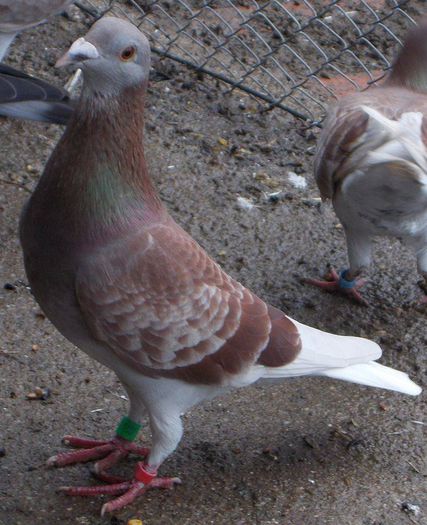 10805812_289229284610664_4611818893723117968_n