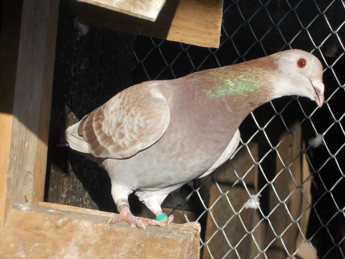 10806292_289227514610841_3612579857703973478_n