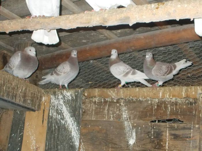 10846124_300494340150825_8653725508821982586_n