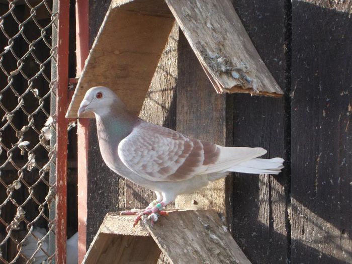 10850184_300494683484124_4892750336099801145_n