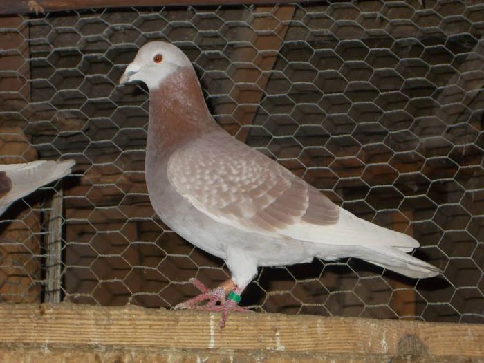 10857927_300494410150818_8708985269048432513_n