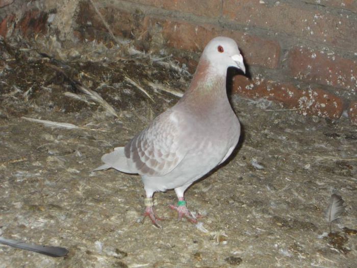 10868160_300494660150793_7567676260371202280_n