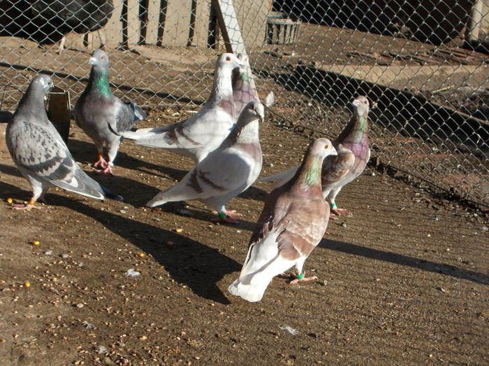 10906053_311171302416462_4500936416344909661_n