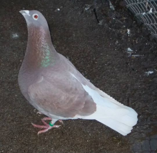 10917367_310951525771773_4850661410789974691_n