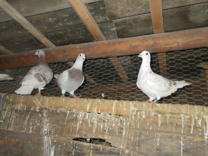 10918991_312054552328137_5169097270243044583_n