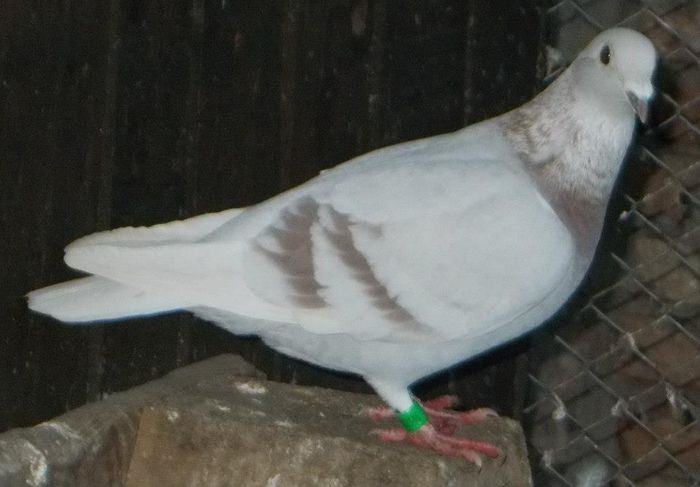 10922660_310951459105113_8618639085508637184_n