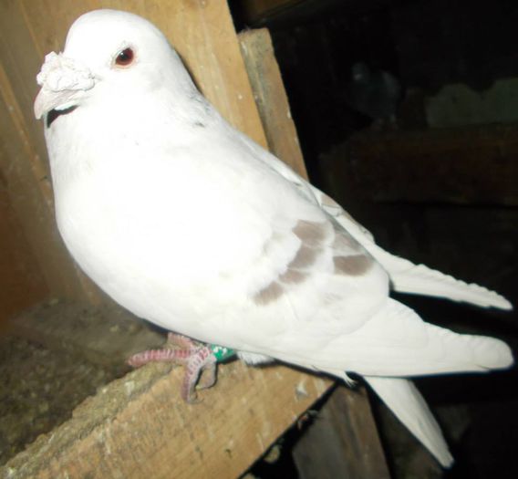 10922824_310952075771718_1738236010929935999_n