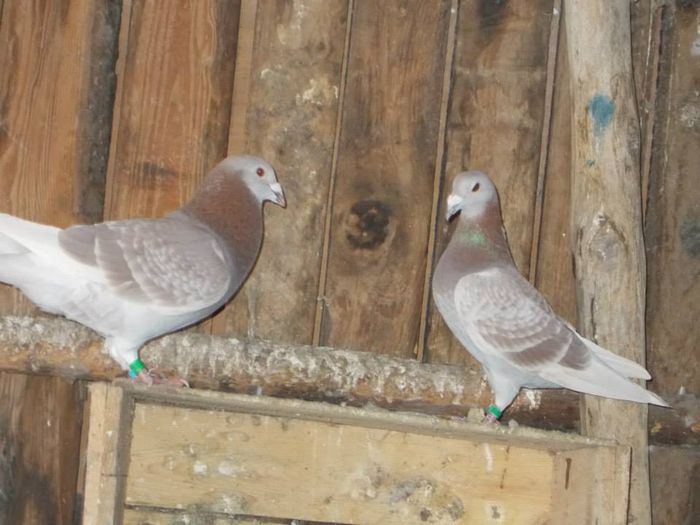 10922862_312054095661516_3319127534142464399_n