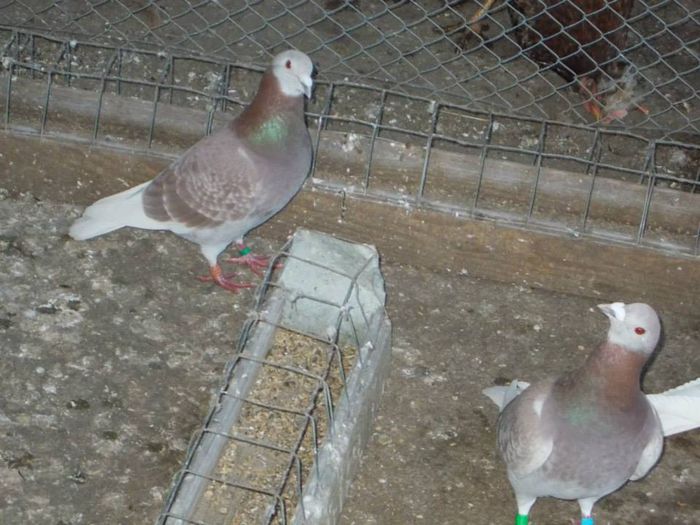 10923528_310951585771767_2157394670896901758_n