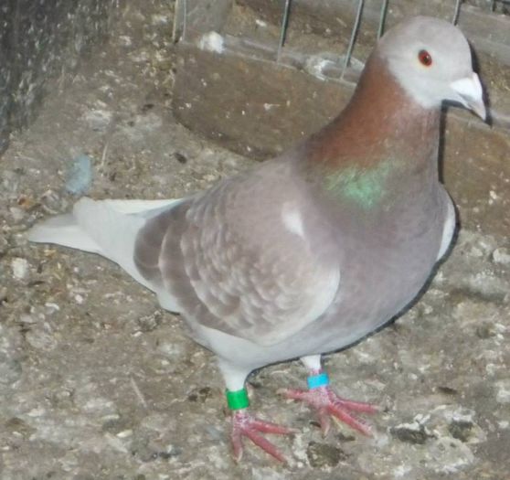 10923540_310951655771760_436296270910873888_n