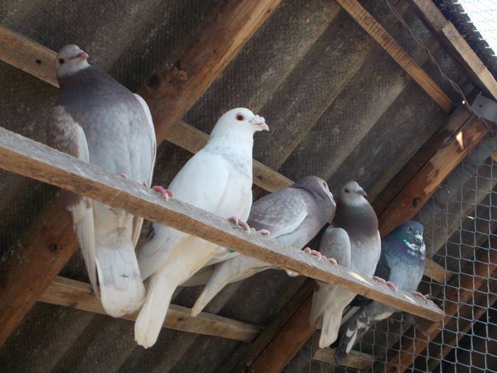 10930067_312052788994980_4765856171348173216_n