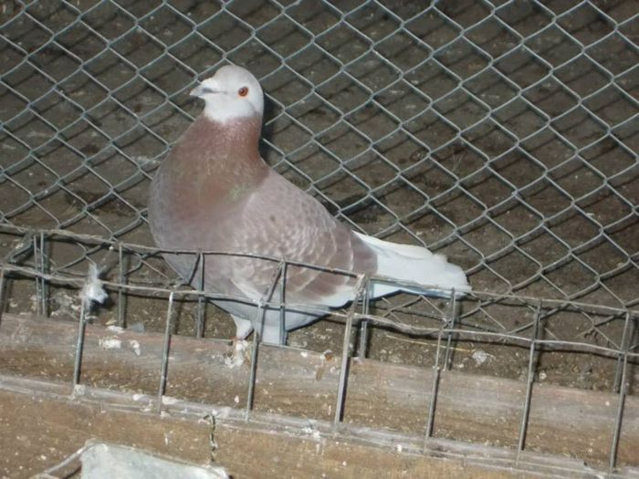 10930950_310951729105086_6091493359792172747_n