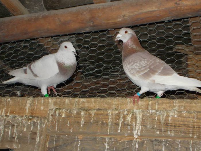 10931455_312053698994889_7464366652758998742_n