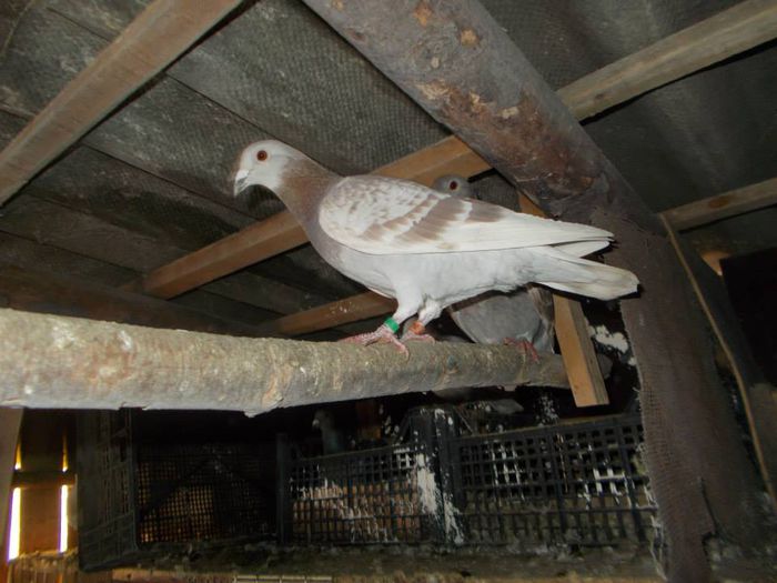 10931490_312054388994820_3106660550311033836_n