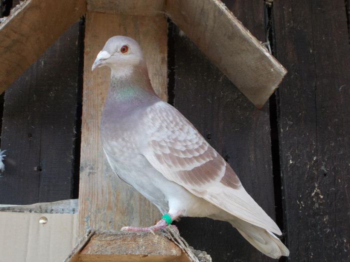 10933795_312053492328243_2405167435522740475_n