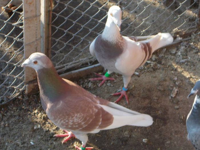 10940565_312053008994958_35526145253271712_n